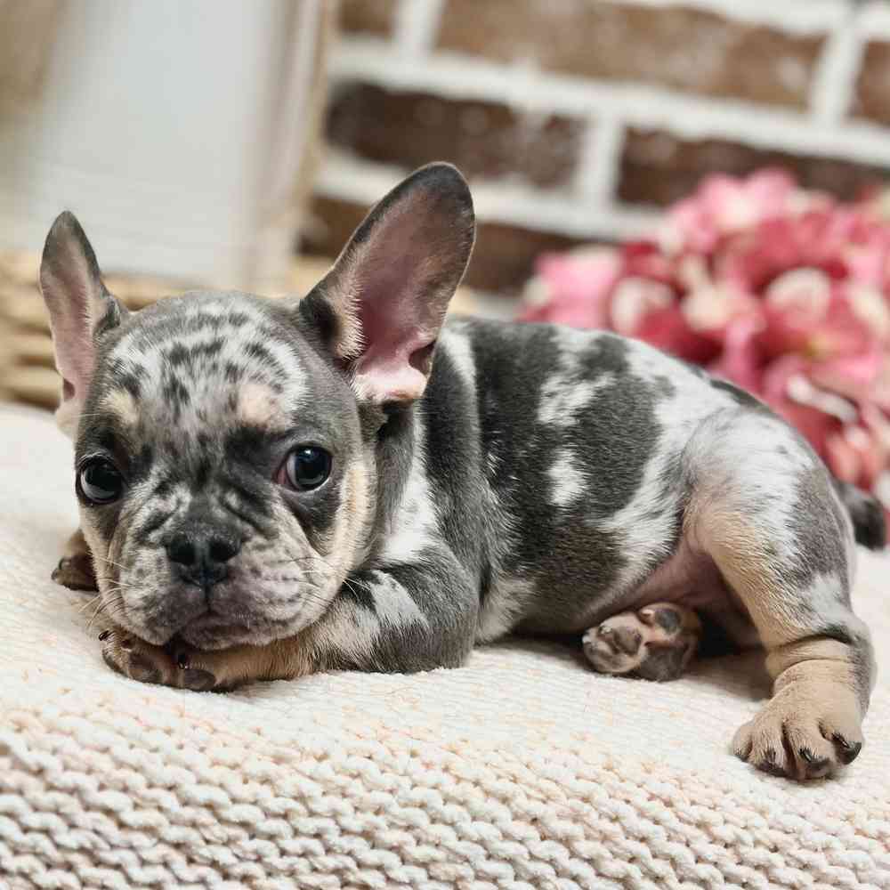 Male French Bulldog puppy for sale at Shake A Paw Green Brook.