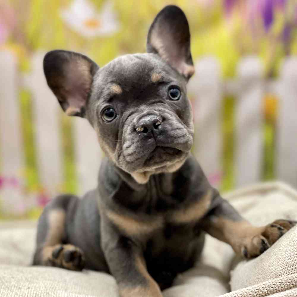 Male French Bulldog puppy for sale at Shake A Paw Union.