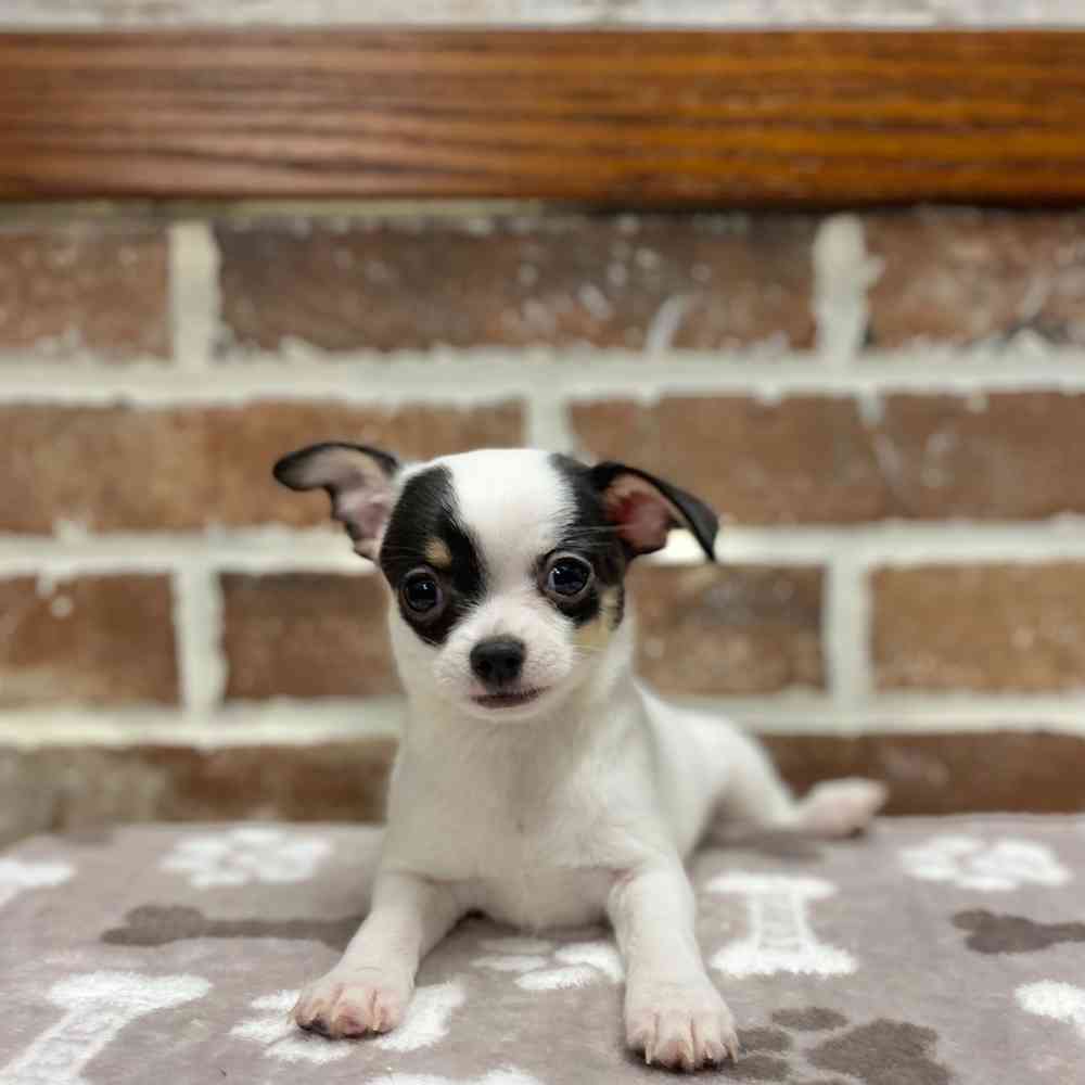 Male Chihuahua puppy for sale at Shake A Paw Green Brook.