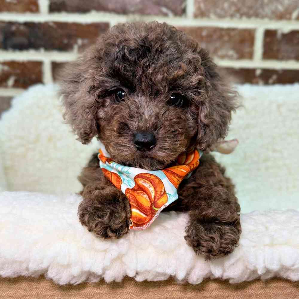 Female Poodle puppy for sale at Shake A Paw Union.