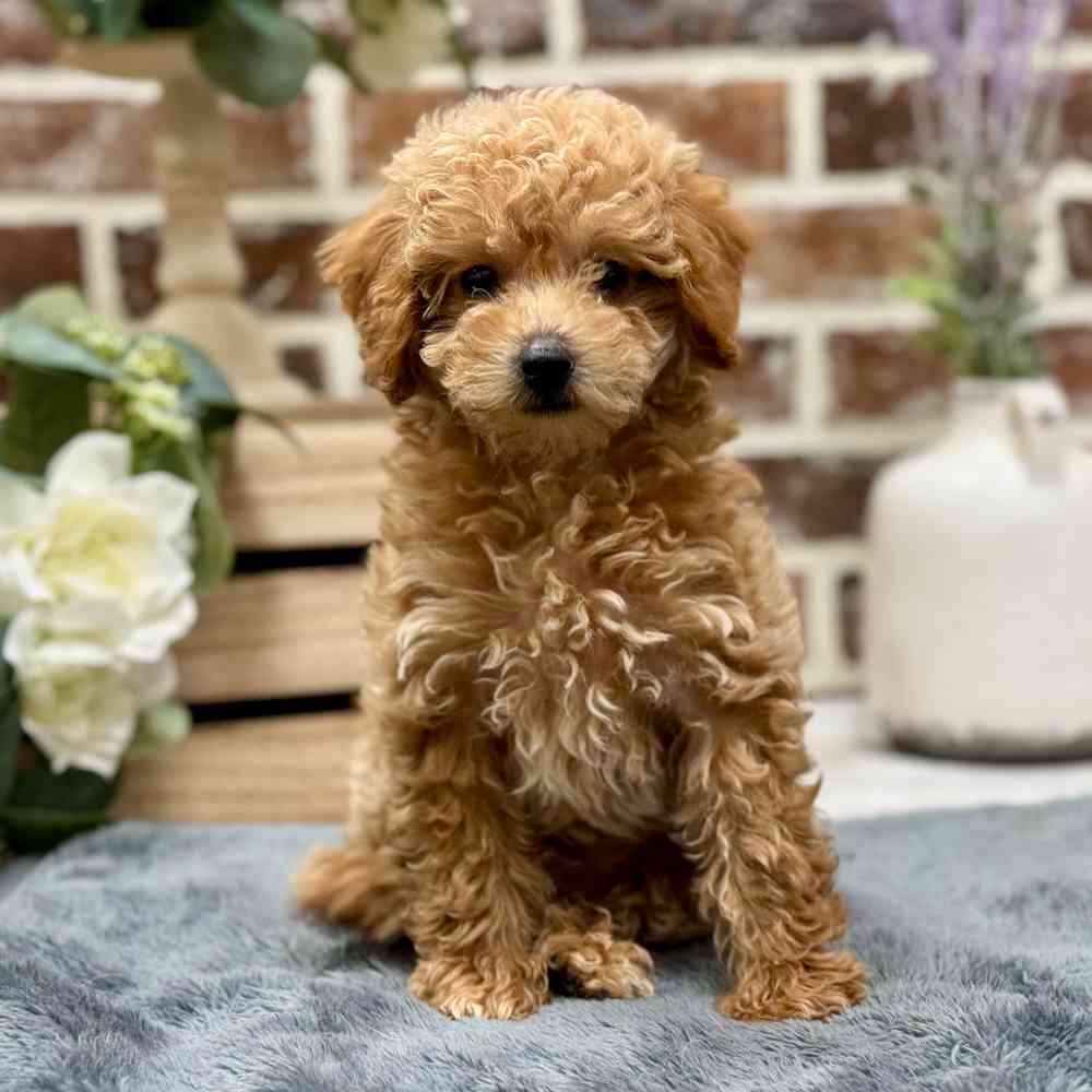 Male Poodle puppy for sale at Shake A Paw Union.