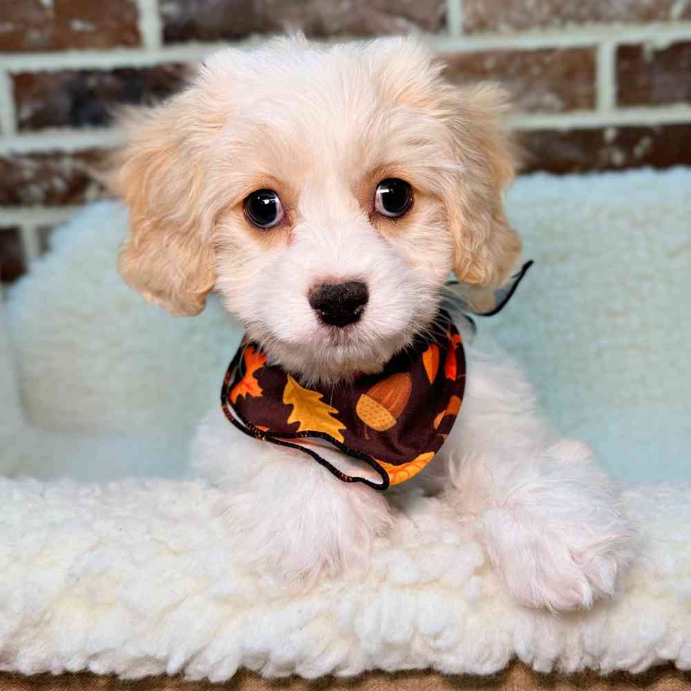 Female Cavachon puppy for sale at Shake A Paw Union.