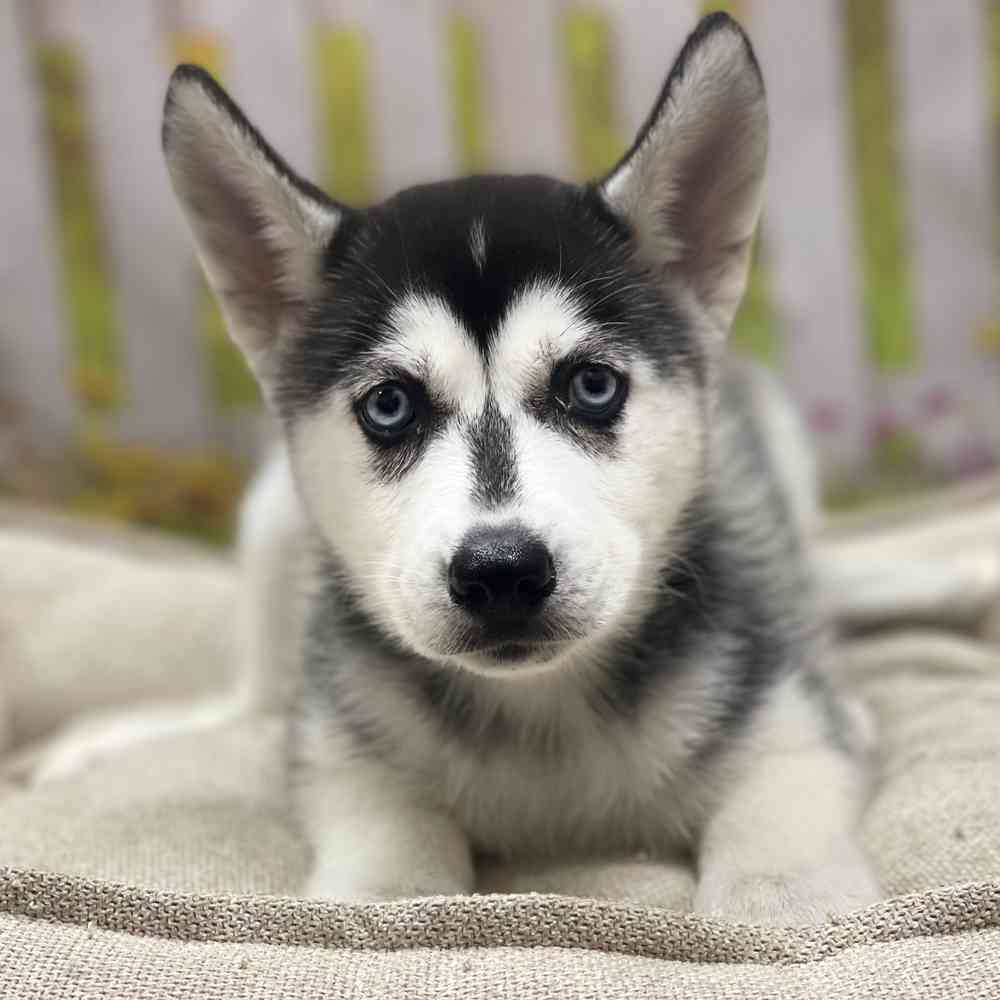 Female Siberian Husky puppy for sale at Shake A Paw Union.