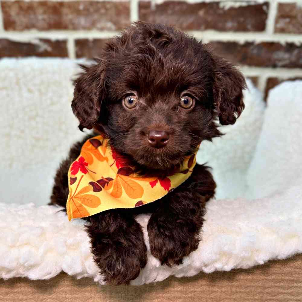 Female Mini Aussiedoodle puppy for sale at Shake A Paw Union.