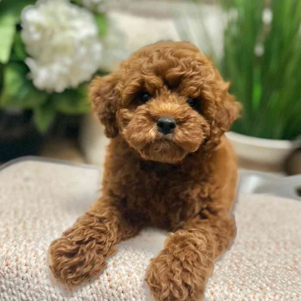 Female Mini Labradoodle 2Nd Gen puppy for sale at Shake A Paw Green Brook.