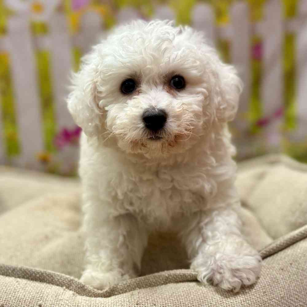Male Bichon Frise puppy for sale at Shake A Paw Union.