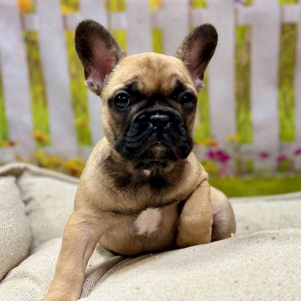 Female French Bulldog puppy for sale at Shake A Paw Union.