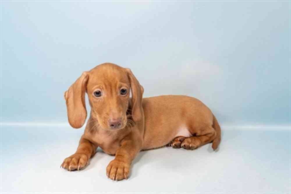 Male Dachshund puppy for sale at Shake A Paw Union.