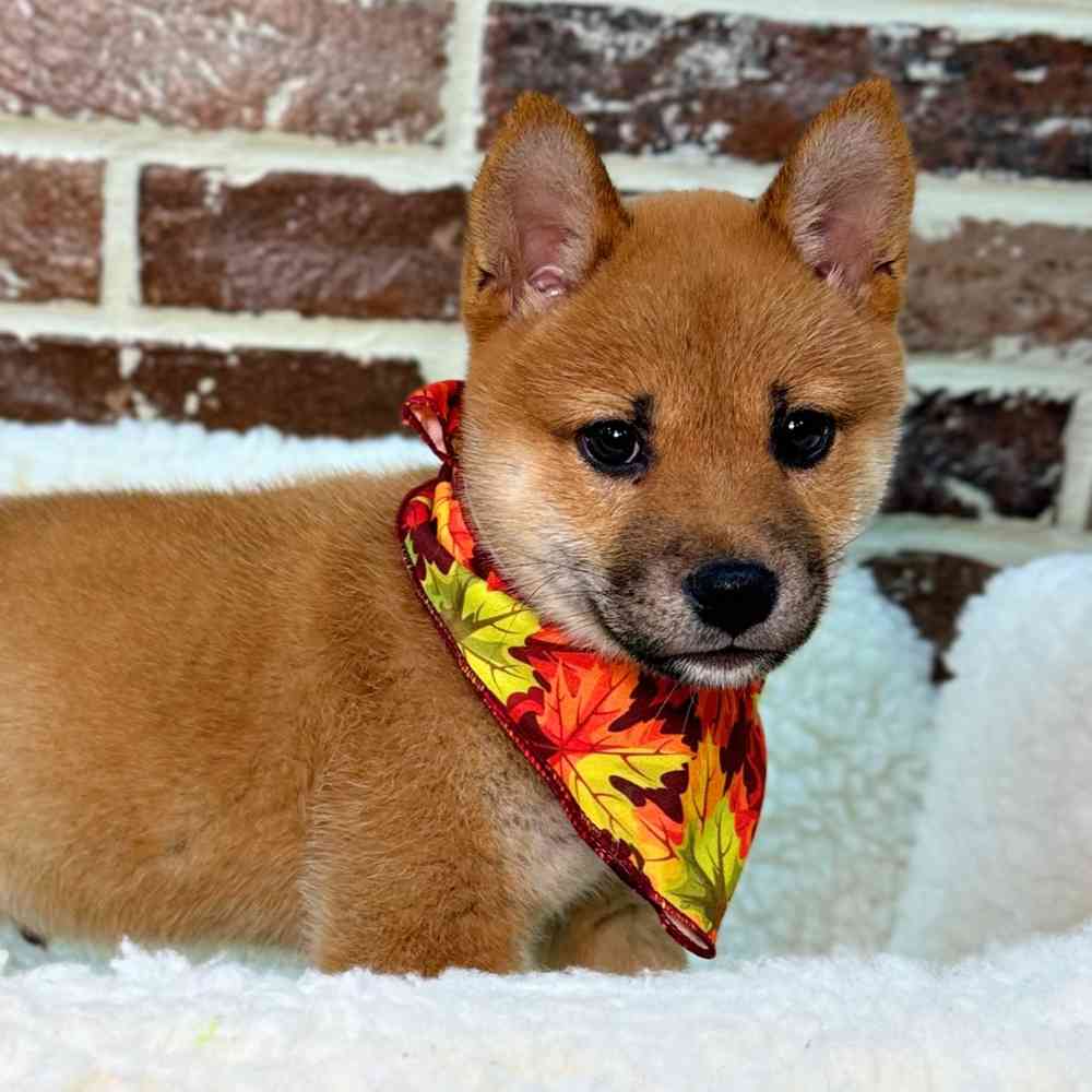 Male Shiba Inu puppy for sale at Shake A Paw Union.