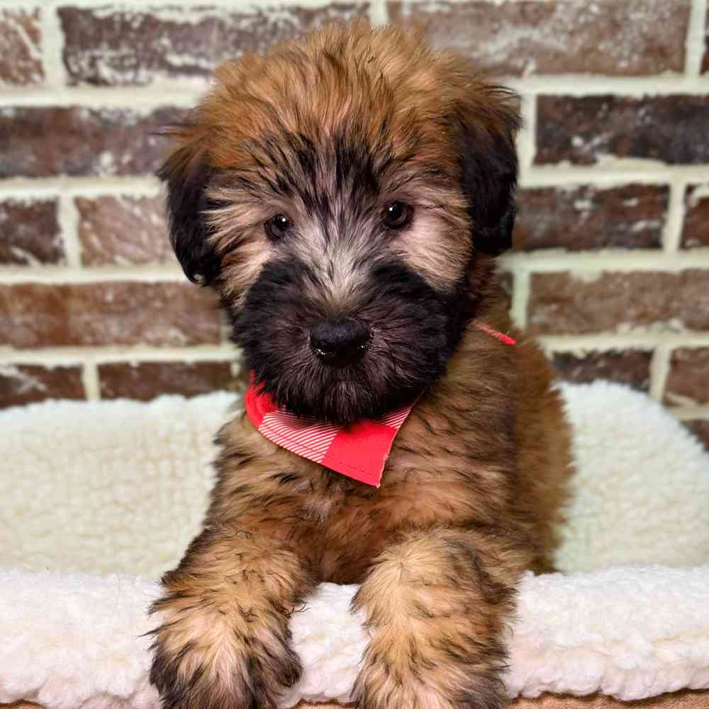 Male Soft Coated Wheaten Terrier puppy for sale at Shake A Paw Union.