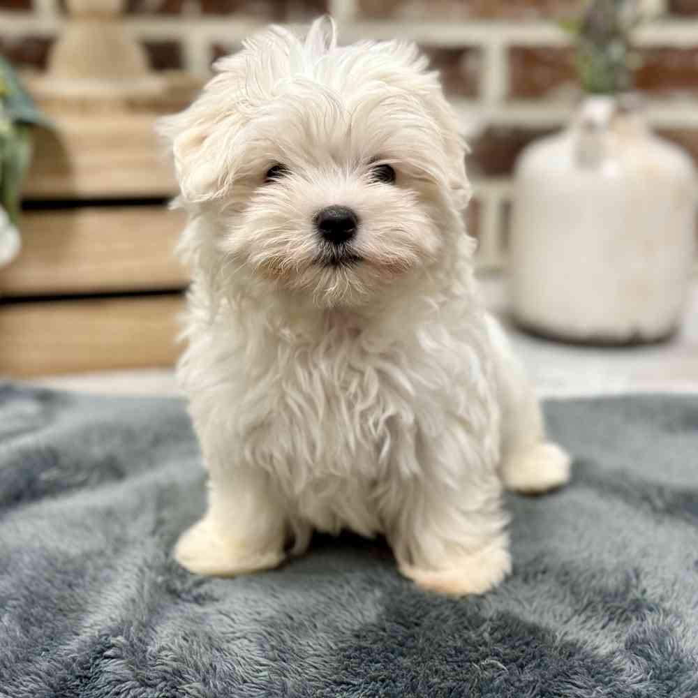 Female Maltese puppy for sale at Shake A Paw Union.