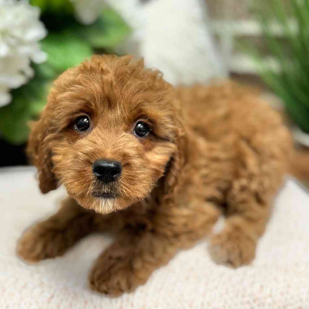 Female Mini Goldendoodle puppy for sale at Shake A Paw Green Brook.
