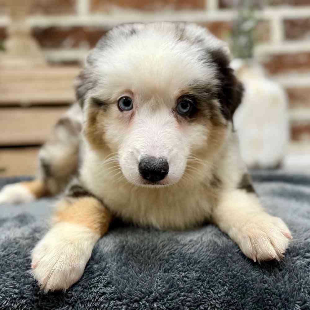 Female Mini Australian Shepherd puppy for sale at Shake A Paw Union.