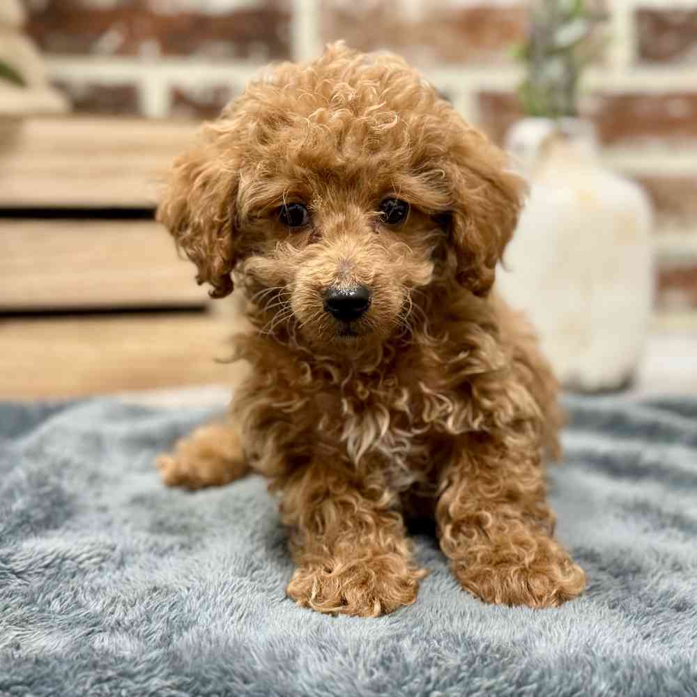 Male Poodle puppy for sale at Shake A Paw Union.