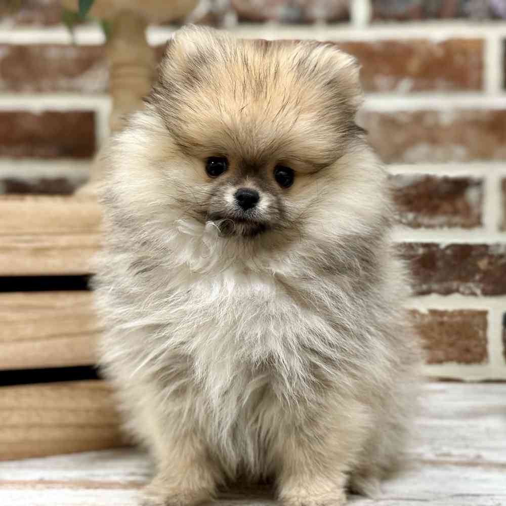 Male Pomeranian puppy for sale at Shake A Paw Union.