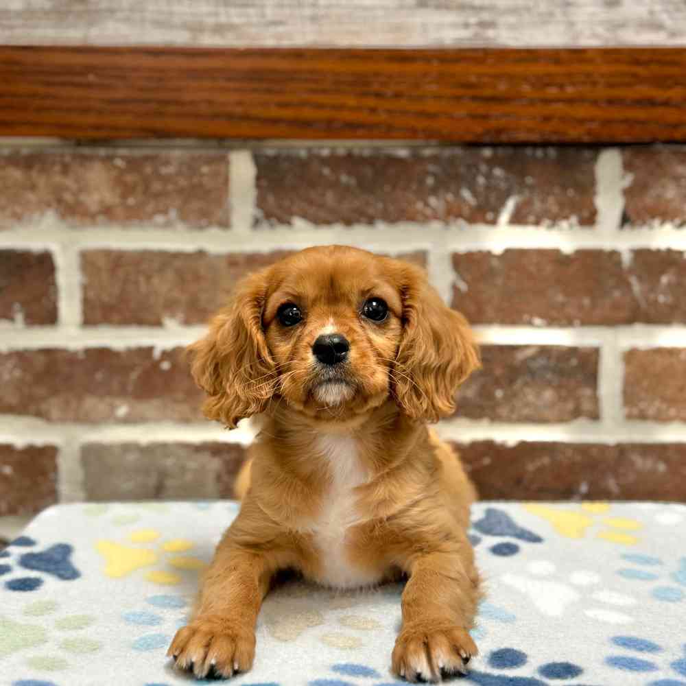 Female Cavalier King Charles Spaniel puppy for sale at Shake A Paw Green Brook.