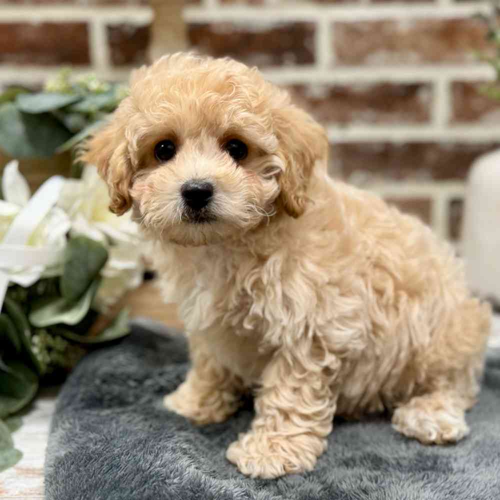 Male Bichon / Poodle puppy for sale at Shake A Paw Union.