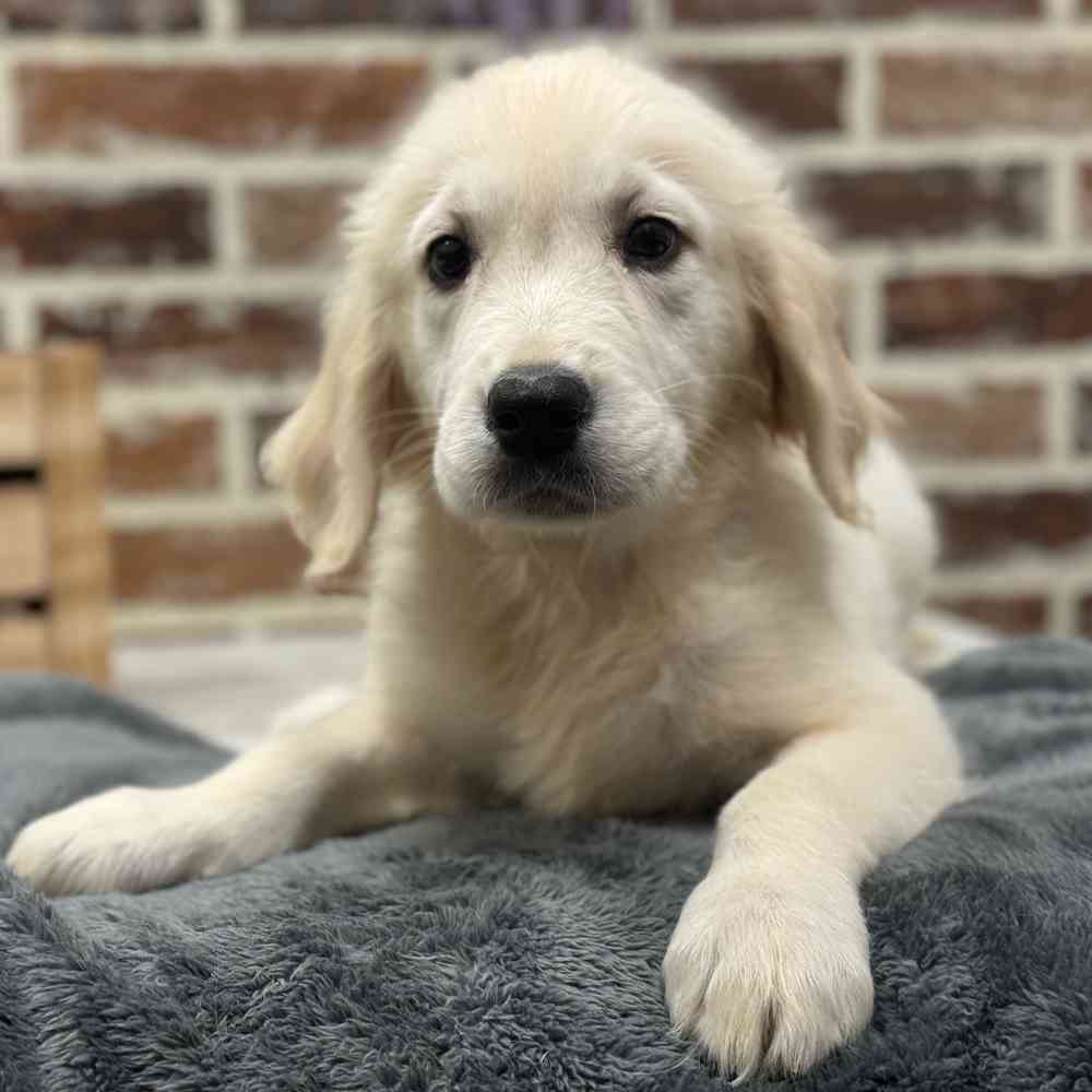 Male Golden Retriever puppy for sale at Shake A Paw Union.