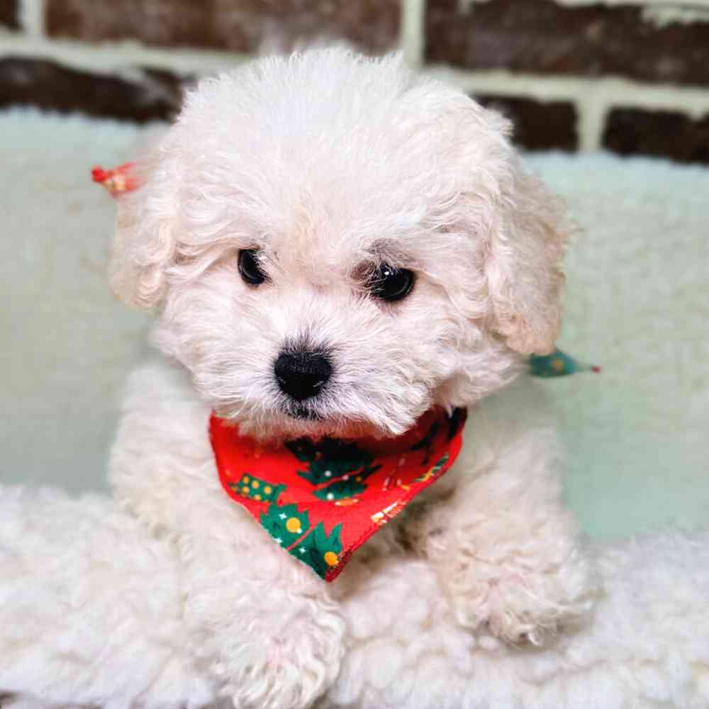 Female Bichon / Poodle puppy for sale at Shake A Paw Union.