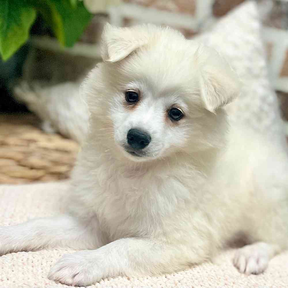 Male American Eskimo puppy for sale at Shake A Paw Green Brook.
