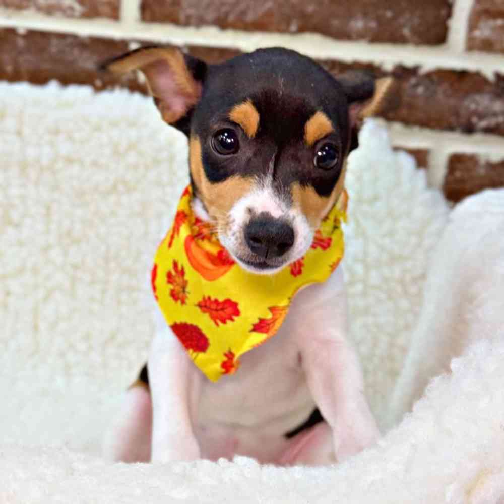 Female Toy Fox Terrier puppy for sale at Shake A Paw Union.