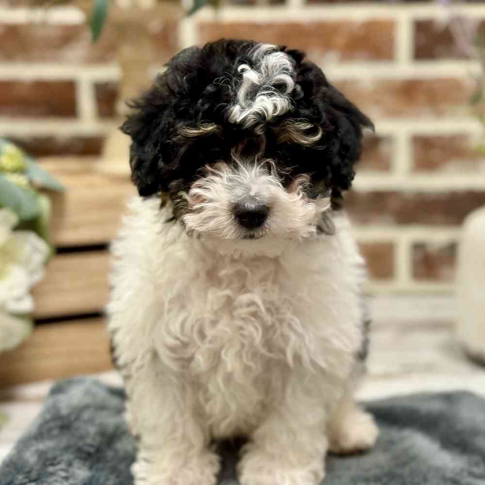 Male Mini Bernedoodle 2Nd Gen puppy for sale at Shake A Paw Union.