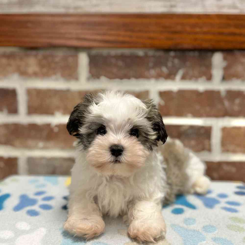 Female Havanese puppy for sale at Shake A Paw Green Brook.