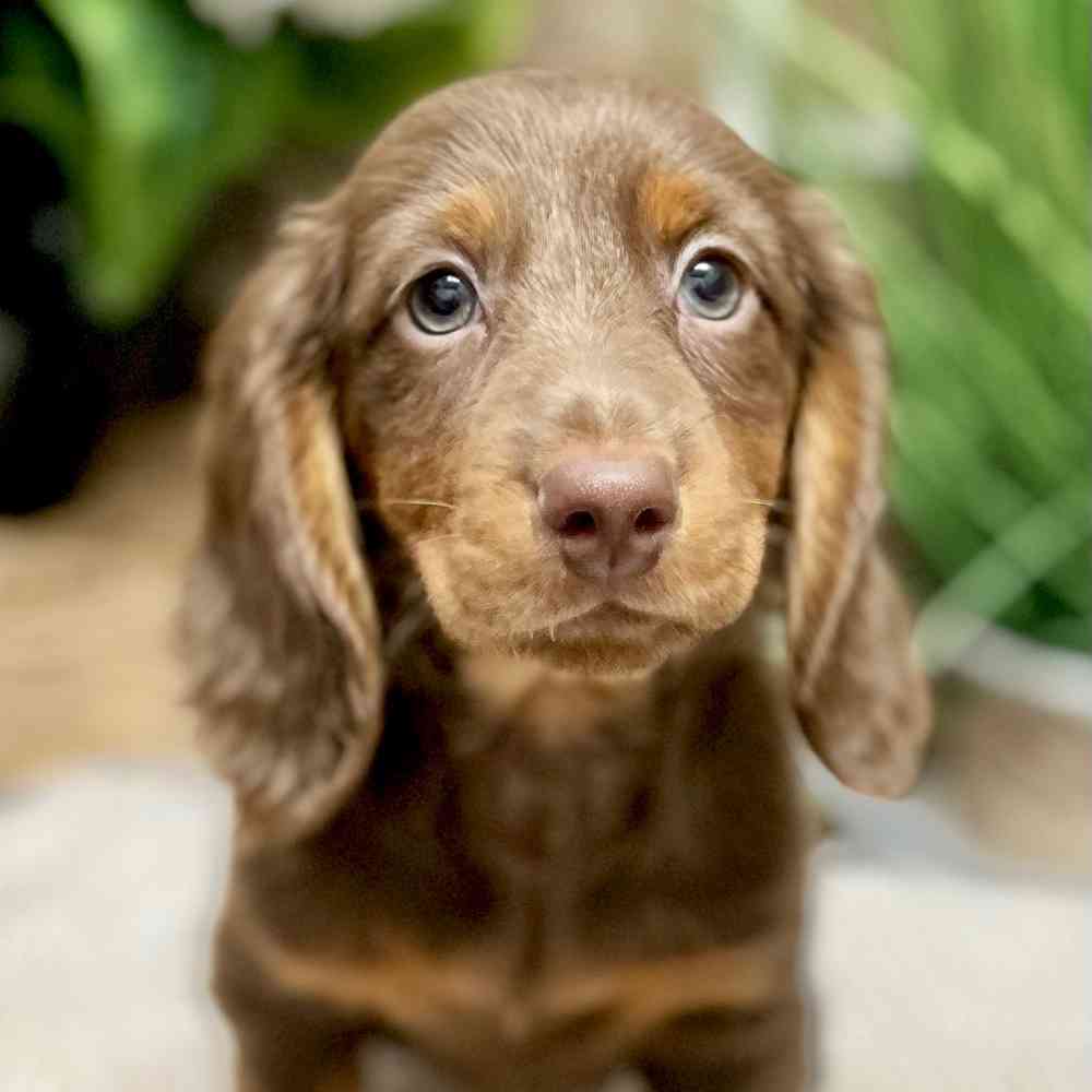 Female Dachshund puppy for sale at Shake A Paw Green Brook.