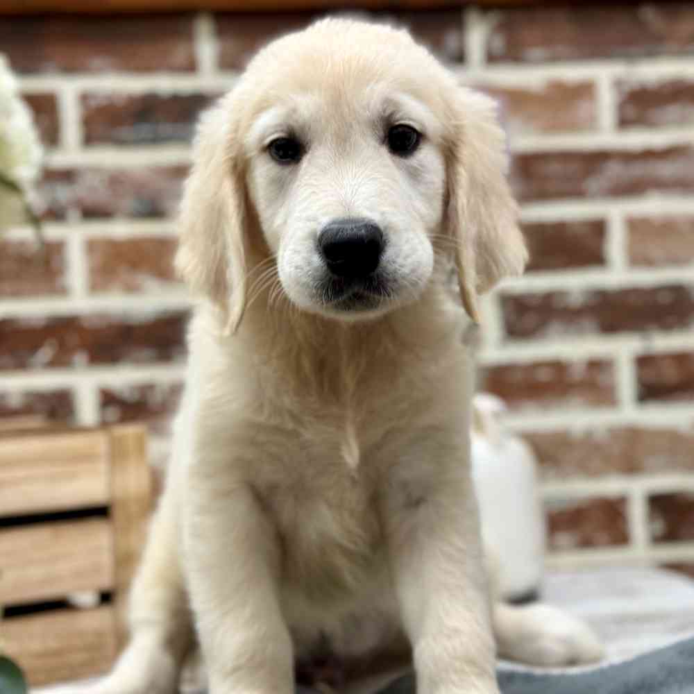 Male Golden Retriever puppy for sale at Shake A Paw Union.