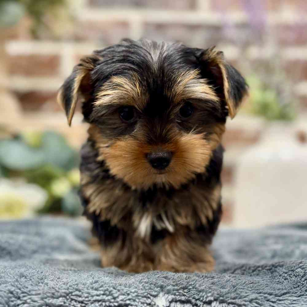 Male Yorkshire Terrier puppy for sale at Shake A Paw Union.