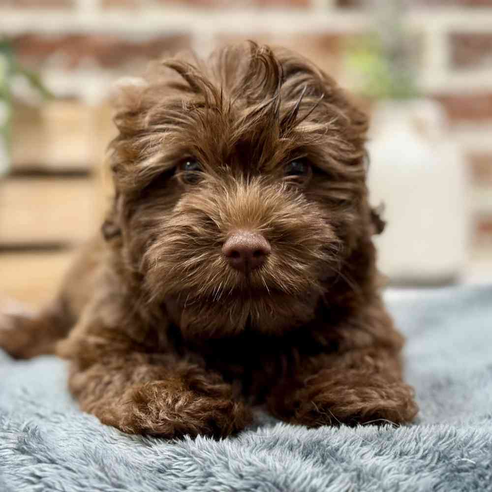 Female Havanese / Poodle puppy for sale at Shake A Paw Union.