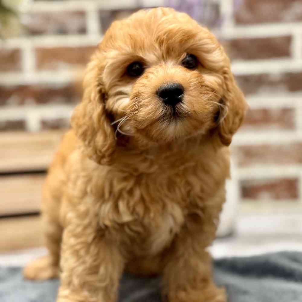 Male Poodle puppy for sale at Shake A Paw Union.