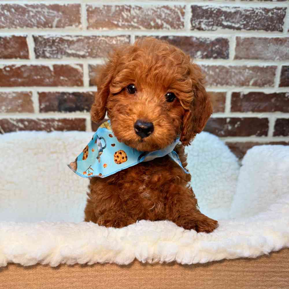 Male Poodle puppy for sale at Shake A Paw Union.