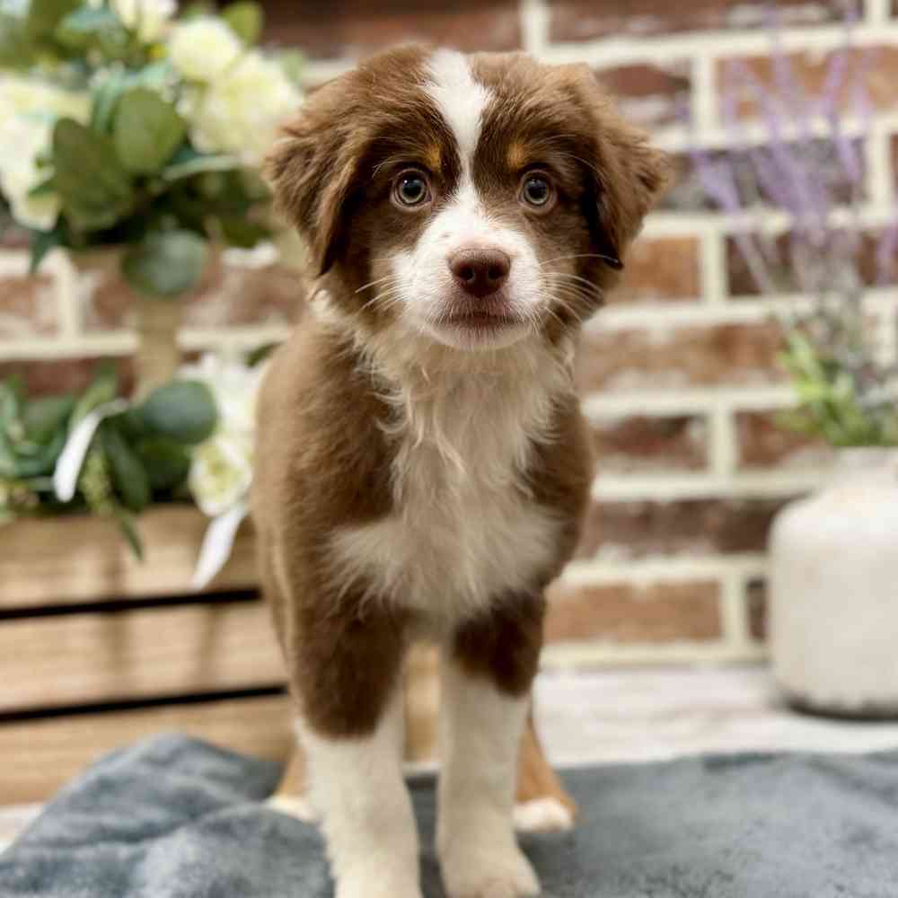 Male Mini Australian Shepherd puppy for sale at Shake A Paw Union.