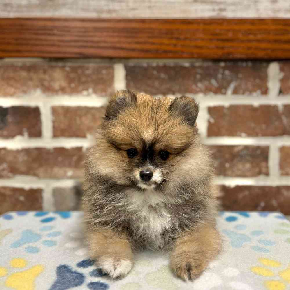 Female Pomeranian puppy for sale at Shake A Paw Green Brook.