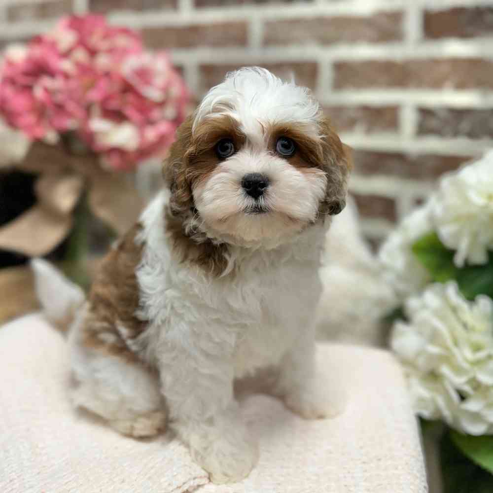 Female Lhasa / Poodle puppy for sale at Shake A Paw Green Brook.