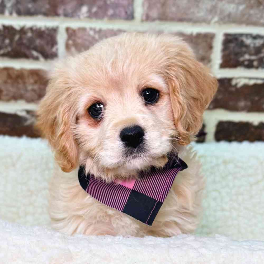 Female Cavachon puppy for sale at Shake A Paw Union.