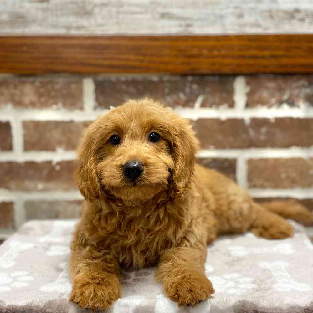Female Mini Goldendoodle 2Nd Gen puppy for sale at Shake A Paw Green Brook.