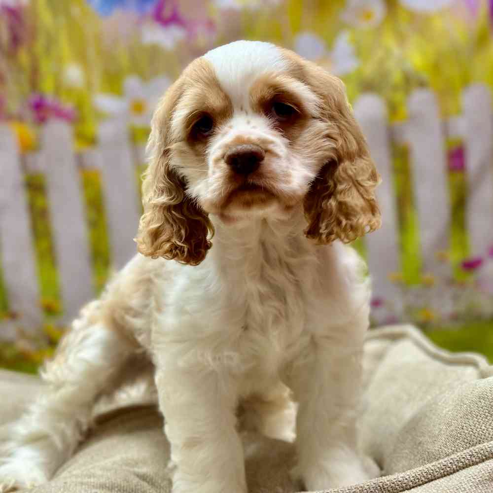 Male Cocker Spaniel puppy for sale at Shake A Paw Union.