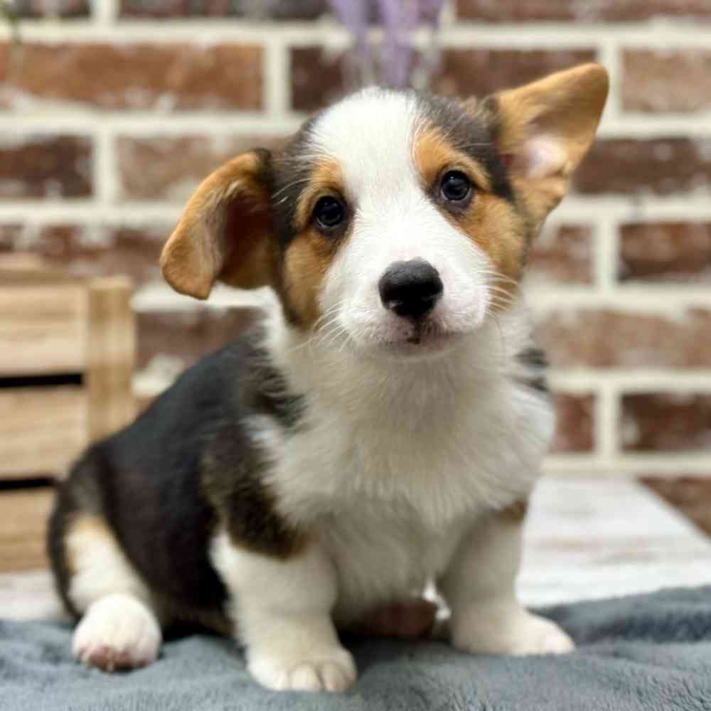 Male Pembroke Welsh Corgi puppy for sale at Shake A Paw Union.