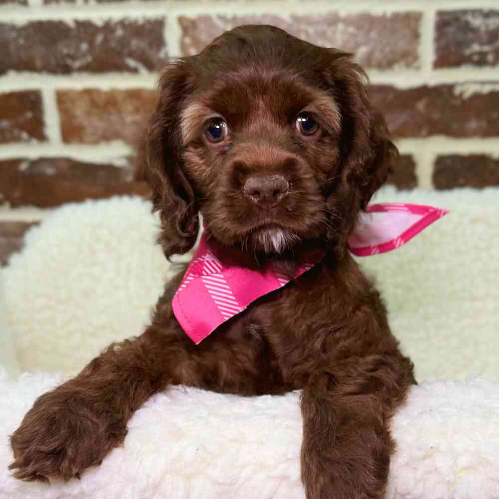 Female Cocker Spaniel puppy for sale at Shake A Paw Union.