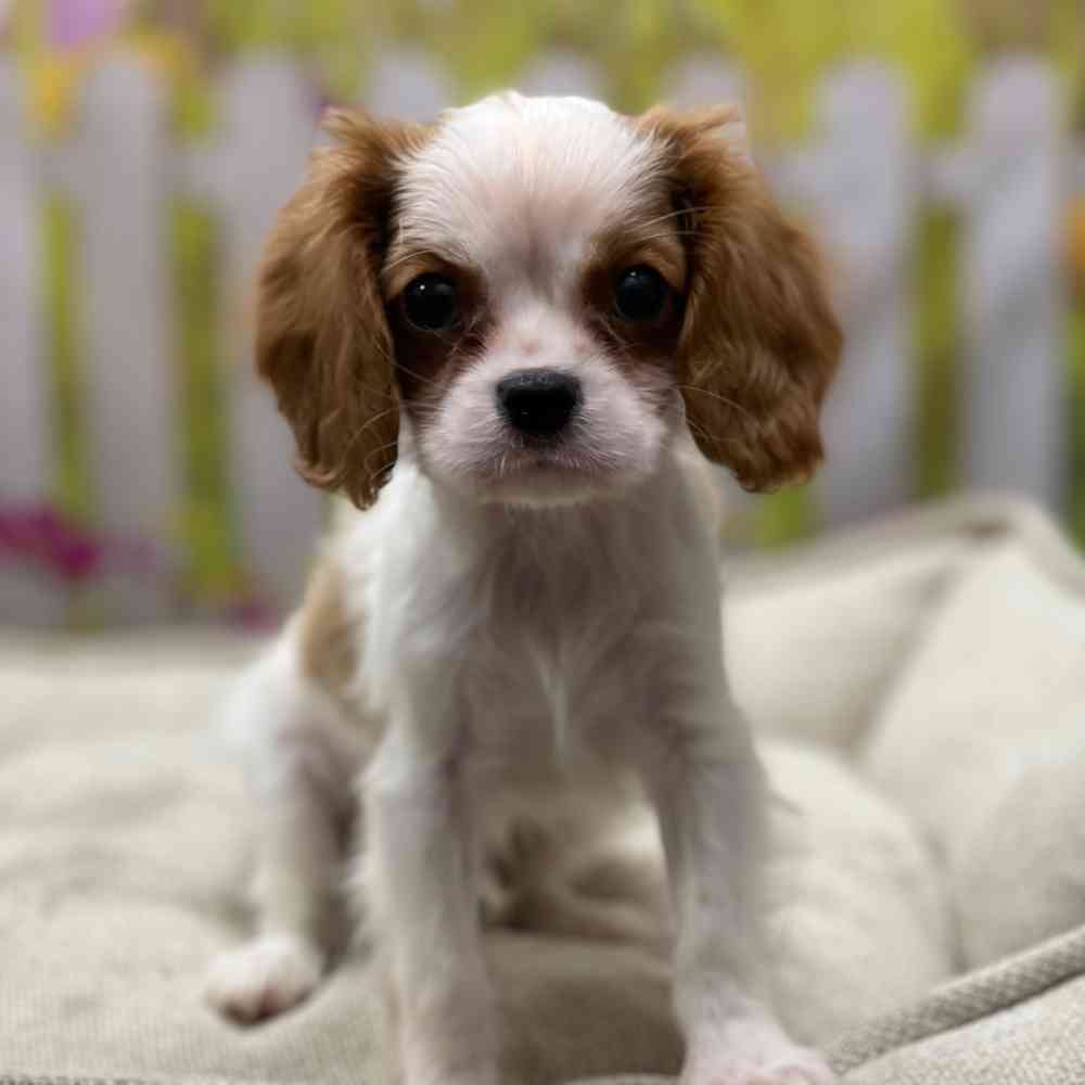 Male Cavalier King Charles Spaniel puppy for sale at Shake A Paw Union.