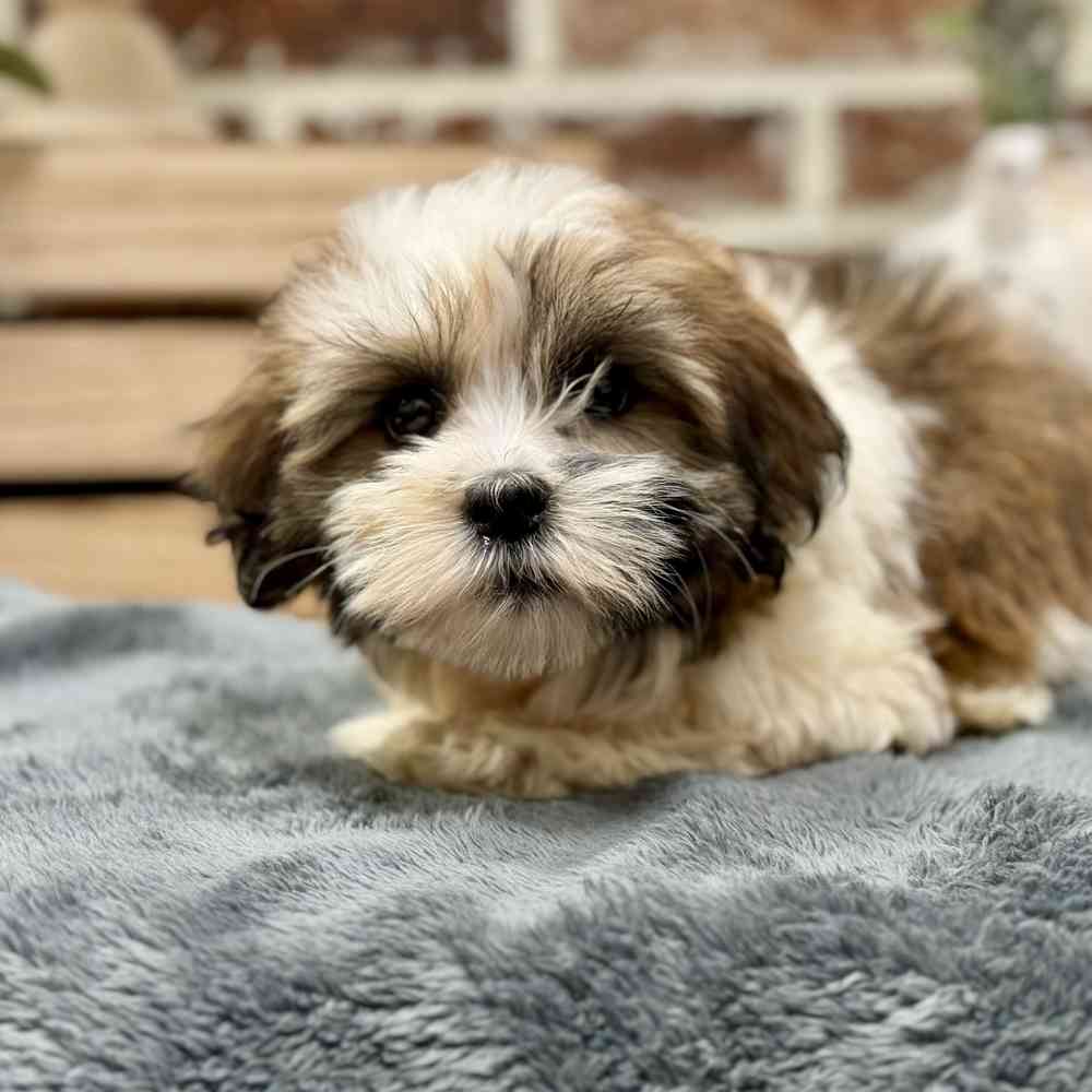 Female Havanese puppy for sale at Shake A Paw Union.
