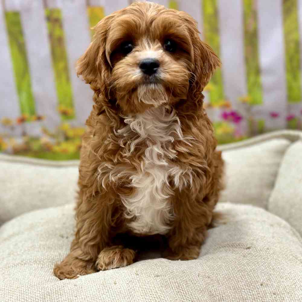 Male Cavapoo puppy for sale at Shake A Paw Union.