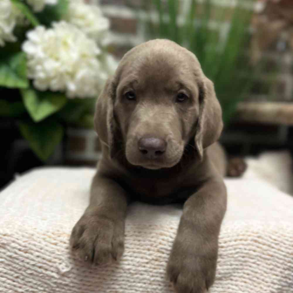 Male Labrador Retriever puppy for sale at Shake A Paw Green Brook.