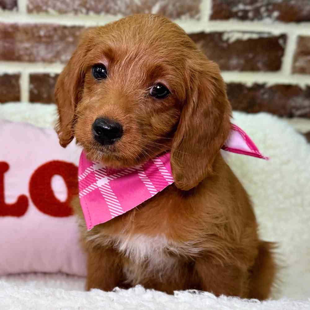 Female Mini Labradoodle puppy for sale at Shake A Paw Union.
