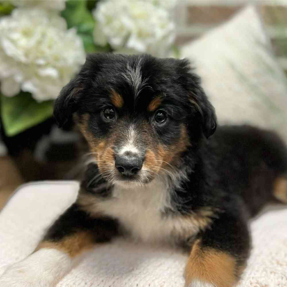 Male Mini Australian Shepherd puppy for sale at Shake A Paw Green Brook.