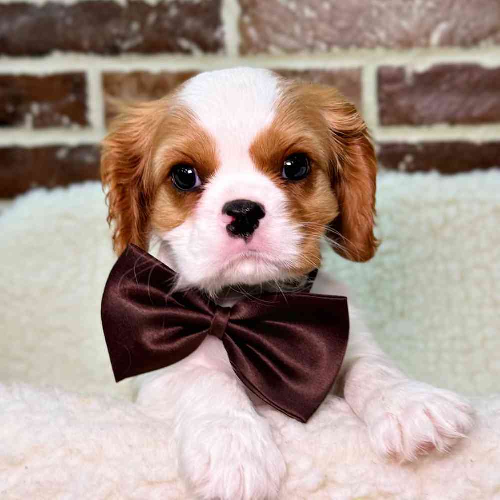 Male Cavalier King Charles Spaniel puppy for sale at Shake A Paw Union.