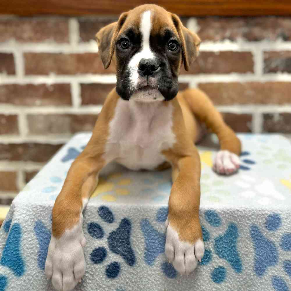 Male Boxer puppy for sale at Shake A Paw Green Brook.