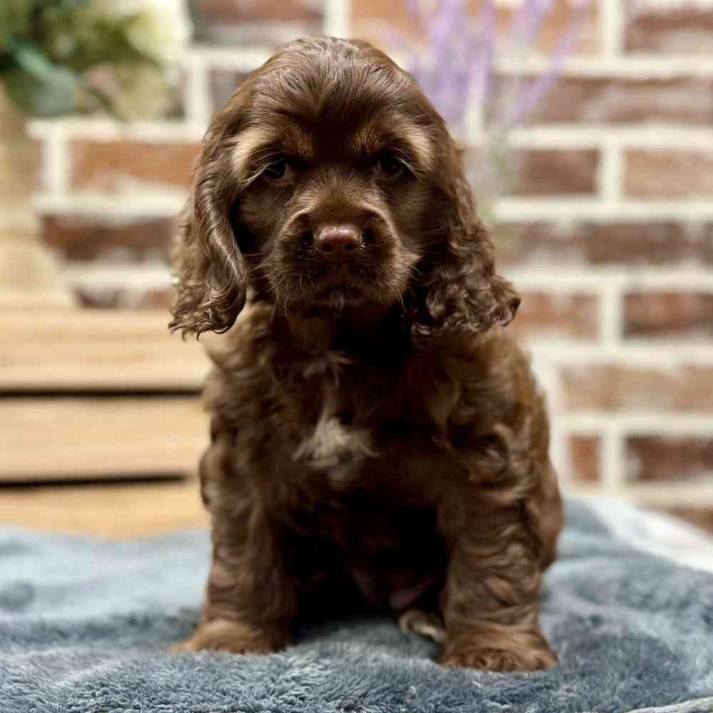 Female Cocker Spaniel puppy for sale at Shake A Paw Union.